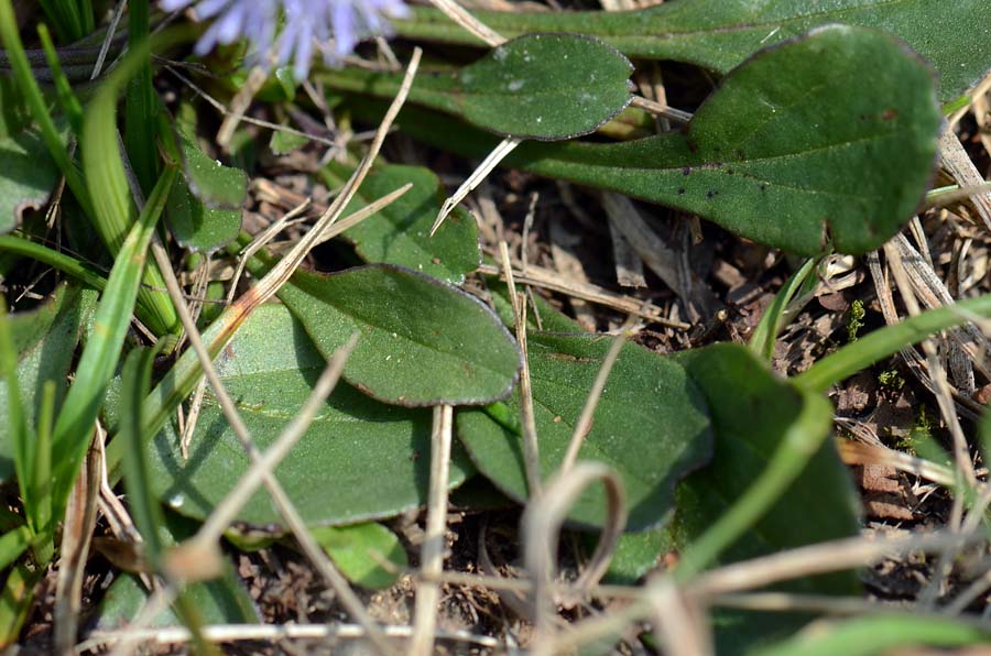 Globularia bisnagarica  / Vedovelle dei prati